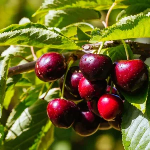 Cerisier Nain Fruit Me Cherry Me Lapins