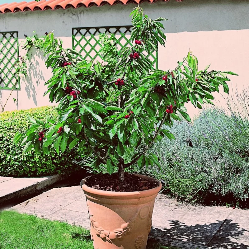 Cerisier Nain Garden Bing en pot
