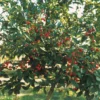 Cerisier Nain Griotella – Georges Delbard
