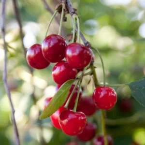 Cerisier Nain Griotella – Griottier Autofertile – Georges Delbard