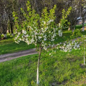 Cerisier Nain Stella Bio