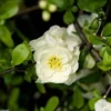 Cognassier Du Japon Yukigoten – Chaenomeles Speciosa