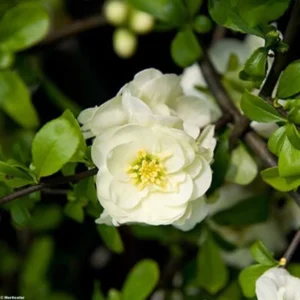 Cognassier Du Japon Yukigoten – Chaenomeles Speciosa