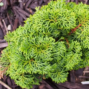 Faux Cyprès Du Japon – Chamaecyparis Obtusa Kosteri