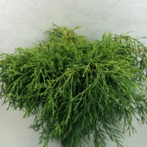 Chamaecyparis Pisifera Kaatje – Cyprès Sawara