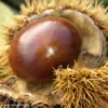 Châtaignier Marigoule – Castanea Sativa