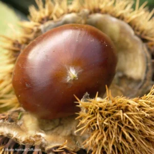 Châtaignier Marigoule – Castanea Sativa