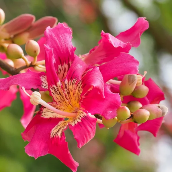 Chorisia Ou Ceiba Speciosa – Faux Kapokier, Arbre Bouteille