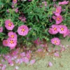 Cistus Purpureus Betty Taudevin – Ciste Pourpre