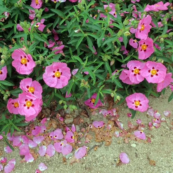 Cistus Purpureus Betty Taudevin – Ciste Pourpre