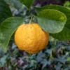 Citronnier Doux – Citrus Limetta Pursha