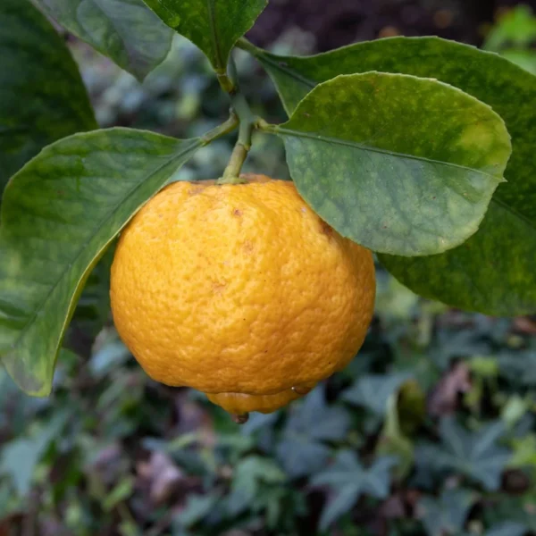 Citronnier Doux – Citrus Limetta Pursha