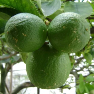 Citron Vert – Citrus Aurantifolia