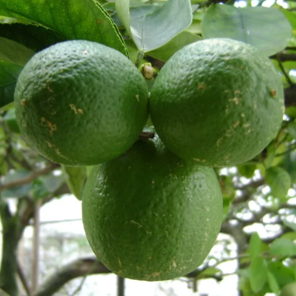 Citron Vert – Citrus Aurantifolia