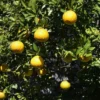 Citrus Ichangensis – Ichang Papeda