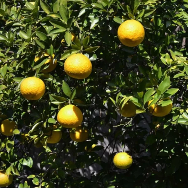 Citrus Ichangensis – Ichang Papeda