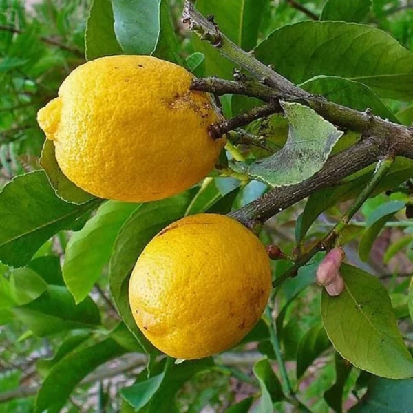 Cédratier – Citrus Medica