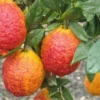 Citrus Medica Pigmentata – Cédrat Hybride