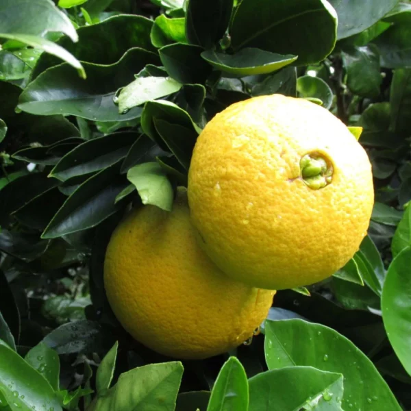 Oranger – Citrus Sinensis Washington Navel