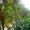 Mandarinier Satsuma – Citrus Unshiu