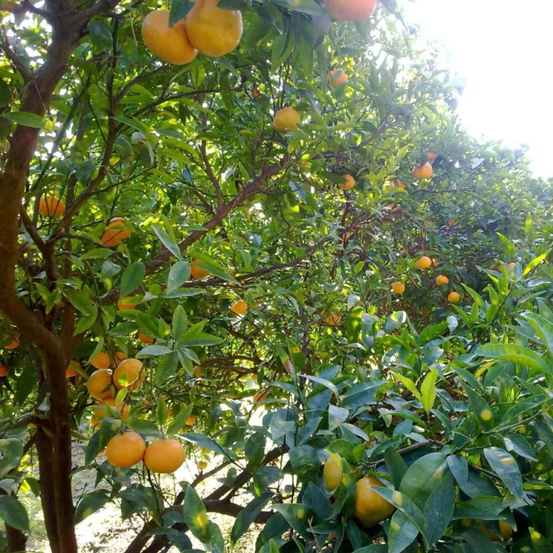 Mandarinier Satsuma en fleurs