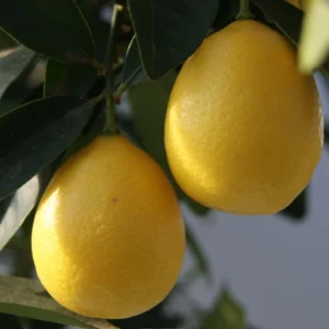 Limequat – Citrus X Floridana