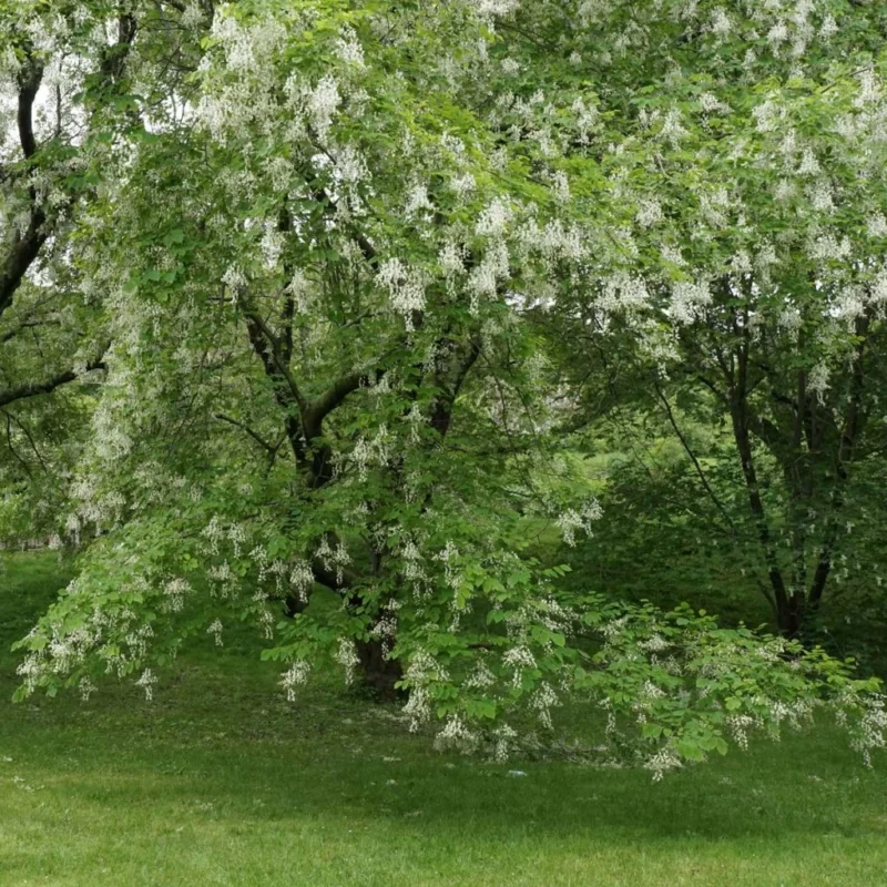 Cladrastis Kentukea en fleur grand sujet