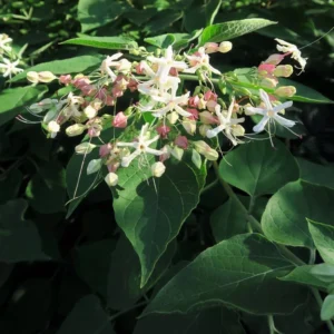 Arbre Du Clergé Fargesii – Clerodendrum Trichotomum Fargesii