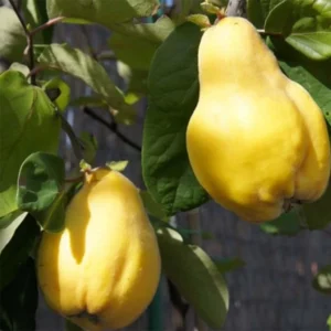 Cognassier Monstrueux De Vranja Bio