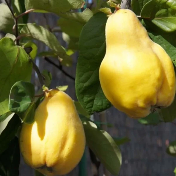 Cognassier Monstrueux De Vranja Bio