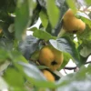 Cognassier Portugal Bio – Cydonia Oblonga