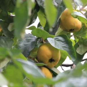 Cognassier Portugal Bio – Cydonia Oblonga