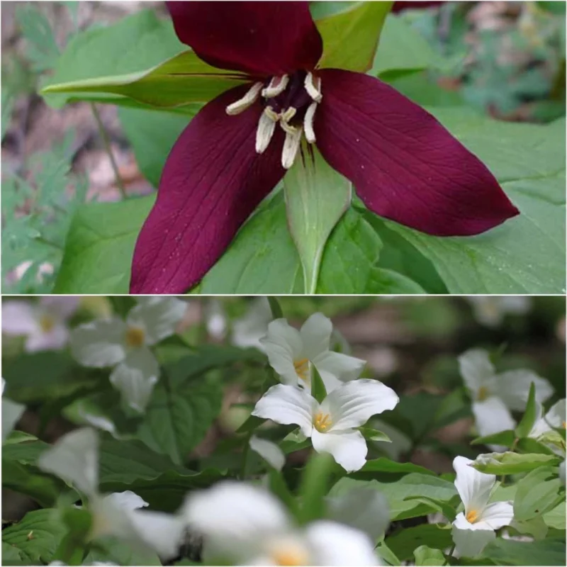 Collection 2 Trilliums pour massifs d'ombre