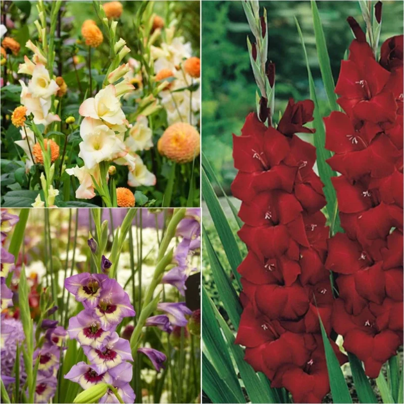 Collection 60 Glaïeuls Harlequin, fleurs bicolores