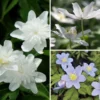 Collection Anémones Des Bois