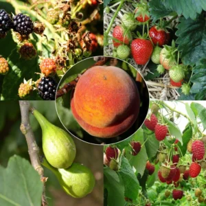 Collection Confitures Plus – 5 Fruitiers Et Petits Fruits