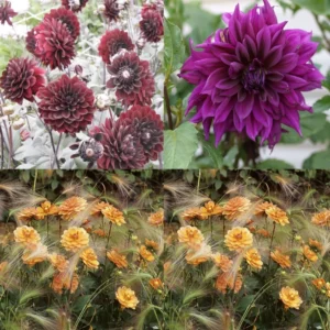 Collection Dahlias Contraste Clair-obscur