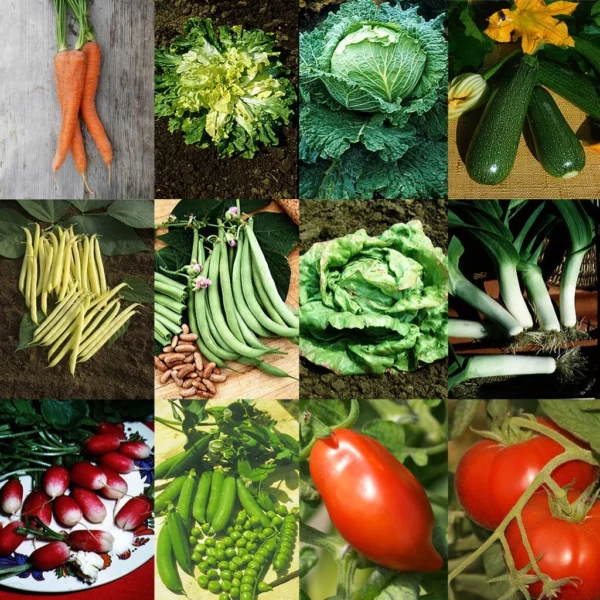 Collection « Jardin Productif » – 12 Variétés De Légumes à Fort Rendement