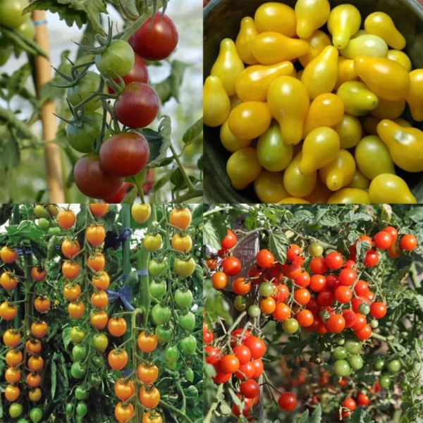 Collection De 4 Tomates Apéritif – Tomate-cerise Et Cocktail