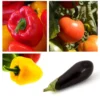 Collection « Ratatouille » De 5 Plants Potagers GREFFES
