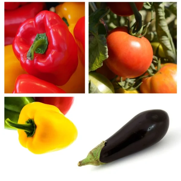Collection « Ratatouille » De 5 Plants Potagers GREFFES