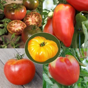 Collection De 5 Tomates Anciennes Bio – Ferme De Sainte-Marthe