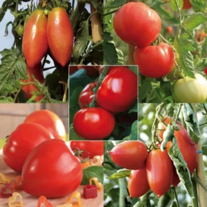 Collection De 5 Tomates En Plants GREFFES