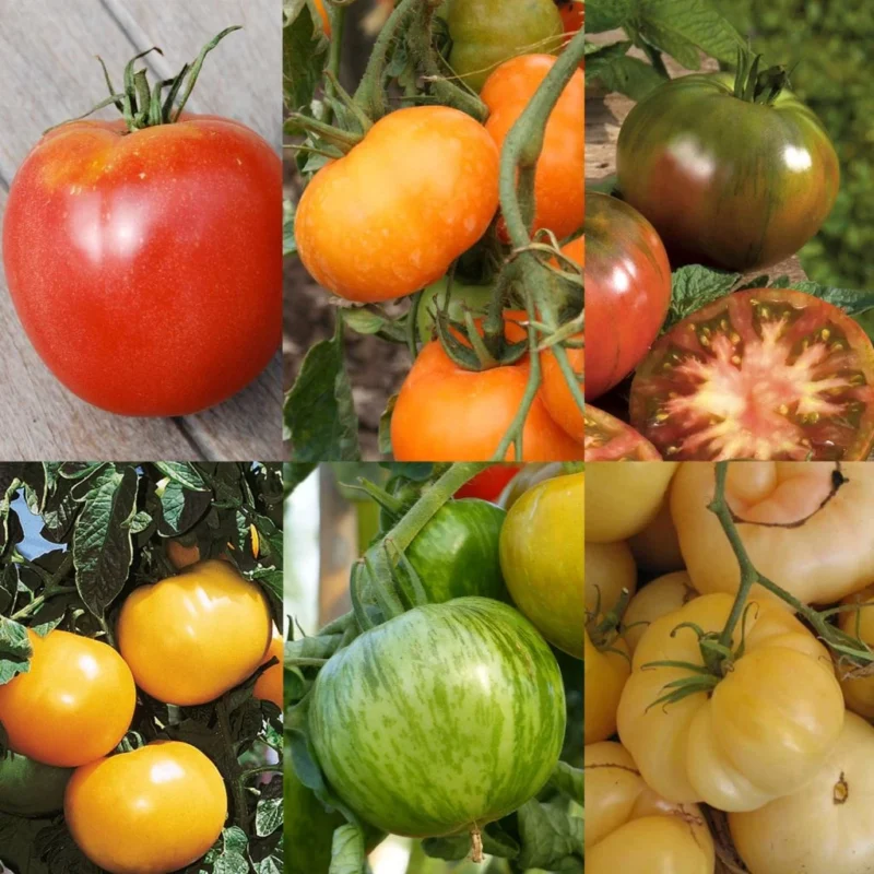 Assortiment de tomates colorées en plants