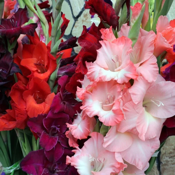 Collection Glaïeuls Pour Bouquets Tons Chauds