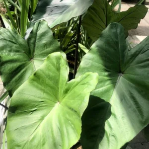 Colocasia Black Stem – Oreille D’Eléphant