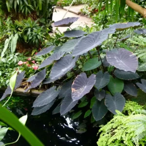 Colocasia Black Magic – Oreille D’Eléphant