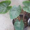 Colocasia Hawaiian Punch – Taro