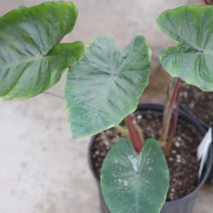 Colocasia Hawaiian Punch – Taro