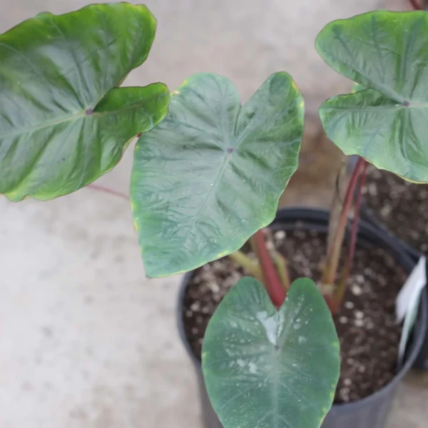 Colocasia Hawaiian Punch – Taro
